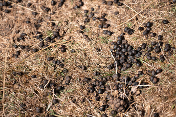Sheep in a field. Merino sheep, grazing and eating grass in New zealand