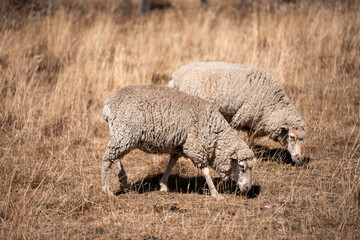 Obraz premium Sheep in a field. Merino sheep, grazing and eating grass in New zealand