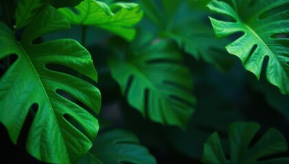 Deep emerald jungle leaf, rich texture, stylish backdrop , blog, fashion, vein