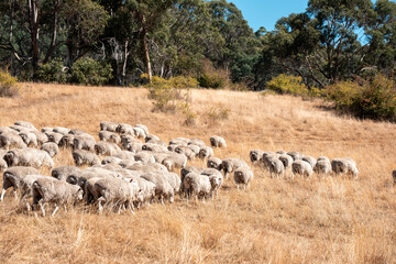 Sheep in a field. Merino sheep, grazing and eating grass in New zealand