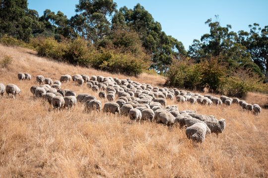 Sheep in a field. Merino sheep, grazing and eating grass in New zealand