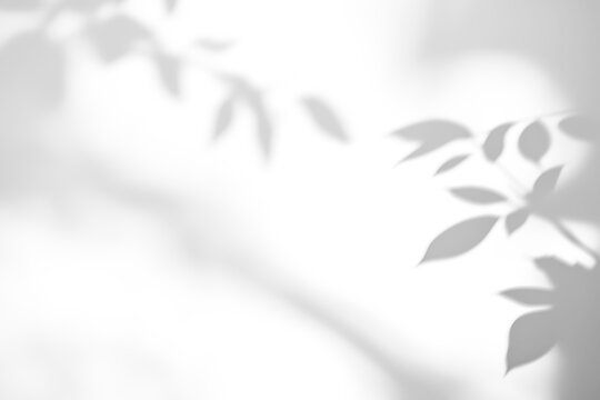shadow overlay effects of realistic abstract natural tree leaves shadow on wall background,Summer sunlight and shadow overlay effect,shadow for photo interior backdrop studio mockup