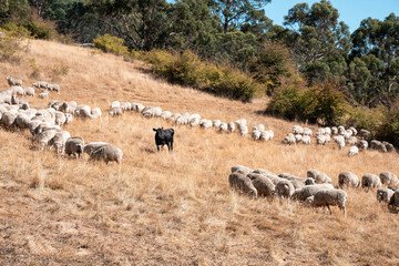 Sheep in a field. Merino sheep, grazing and eating grass in New zealand