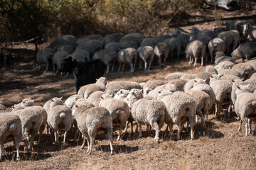 Sheep in a field. Merino sheep, grazing and eating grass in New zealand