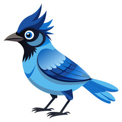 Steller's Jay Bird Vector Art for Forest Wildlife Designs
