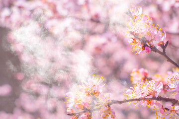 Accumulation of pollen in the air. Allergy from flowering plants.