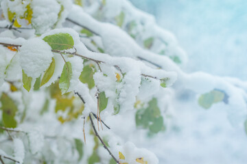 Tree branches covered with late snow. Thin tree branches with green leaves in spring.