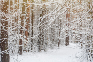 A trodden path in a winter forest. A path between trees in a park. Background with a winter landscape.