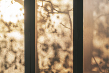 Closed windows with silhouettes of branches and leaves. Morning light in the room.