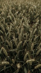 Fototapeta premium A close up shot showcasing a field of wheat with a shallow depth of field and natural lighting