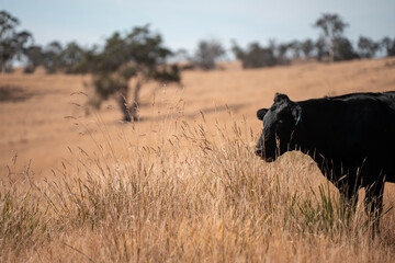 Australian wagyu cows grazing in a field on pasture. close up of a black angus cow eating grass in a paddock in springtime in australia