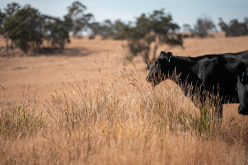 Australian wagyu cows grazing in a field on pasture. close up of a black angus cow eating grass in a paddock in springtime in australia