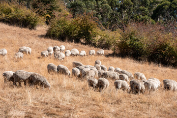 Sheep in a field. Merino sheep, grazing and eating grass in New zealand