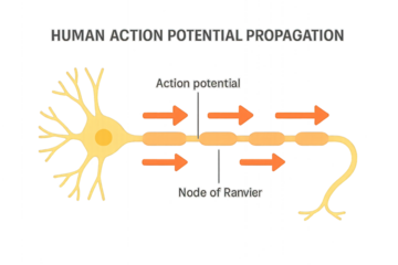 Human Action Potential Propagation Illustration