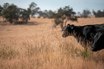 Australian wagyu cows grazing in a field on pasture. close up of a black angus cow eating grass in a paddock in springtime in australia