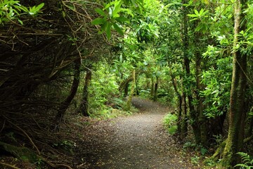 Obraz premium Forest path of Benbulben, Ireland