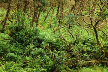 Benbulben forest background in Ireland
