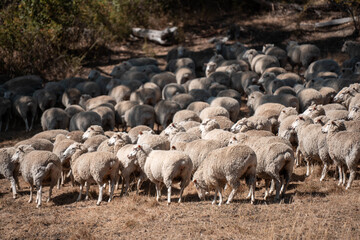 Fototapeta premium Sheep in a field. Merino sheep, grazing and eating grass in New zealand