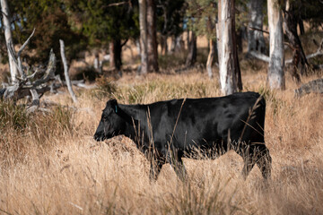 Australian wagyu cows grazing in a field on pasture. close up of a black angus cow eating grass in a paddock in springtime in australia