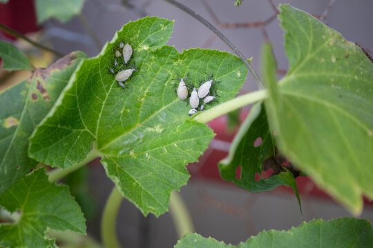 Gray and black Squash bug nymphs of various sizes, Anasa tristis, on a green leaf of a gourd vine