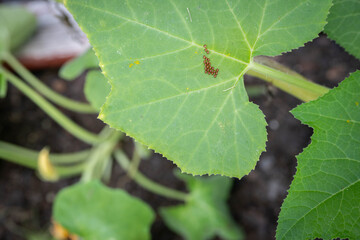 Copper colored squash bug eggs on a green gourd vine.