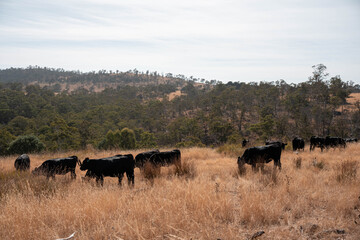 Australian wagyu cows grazing in a field on pasture. close up of a black angus cow eating grass in a paddock in springtime in australia