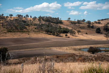 Australian wagyu cows grazing in a field on pasture. close up of a black angus cow eating grass in a paddock in springtime in australia