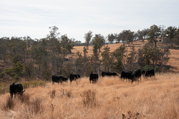Australian wagyu cows grazing in a field on pasture. close up of a black angus cow eating grass in a paddock in springtime in australia
