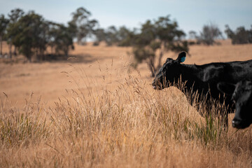 Australian wagyu cows grazing in a field on pasture. close up of a black angus cow eating grass in a paddock in springtime in australia