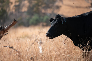 Australian wagyu cows grazing in a field on pasture. close up of a black angus cow eating grass in a paddock in springtime in australia