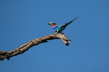 Lilac breasted (Coracias caudatus) roller perched on a branch
