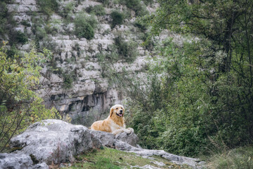 A large, beautiful Golden Retriever is walking in the mountains among the trees
