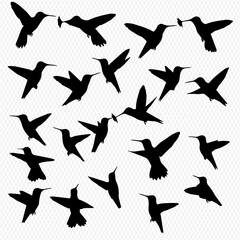 Fototapeta premium Collection of Hummingbird Silhouettes in Flight, Showing Various Poses.