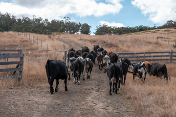 beautiful cattle in Australia  eating grass, grazing on pasture. Herd of cows free range beef being regenerative raised on an agricultural farm. Sustainable farming
