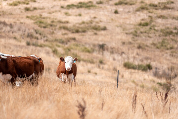 beautiful cattle in Australia  eating grass, grazing on pasture. Herd of cows free range beef being regenerative raised on an agricultural farm. Sustainable farming