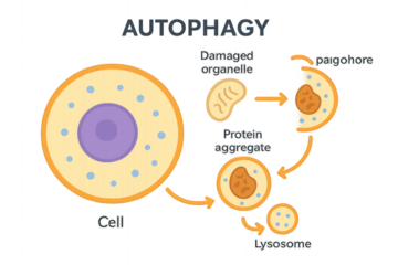 Autophagy Process Illustration