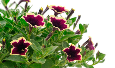 Beautiful flowers petunia.