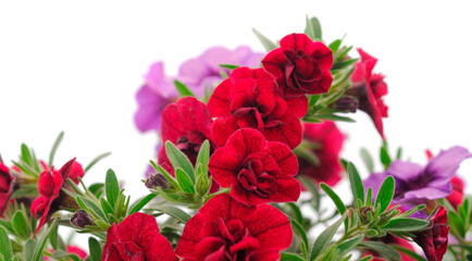 Calibrachoa flowers isolated.