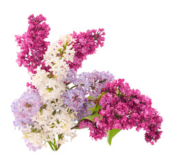 Obraz premium Branches of colored lilac.