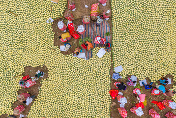 Bogura, Bangladesh - 27 November 2019: Aerial view of a vibrant scene where people are surrounded by a sea of pale green vegetables, their colorful clothes creating striking contrasts.