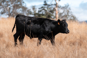beautiful cattle in Australia  eating grass, grazing on pasture. Herd of cows free range beef being...