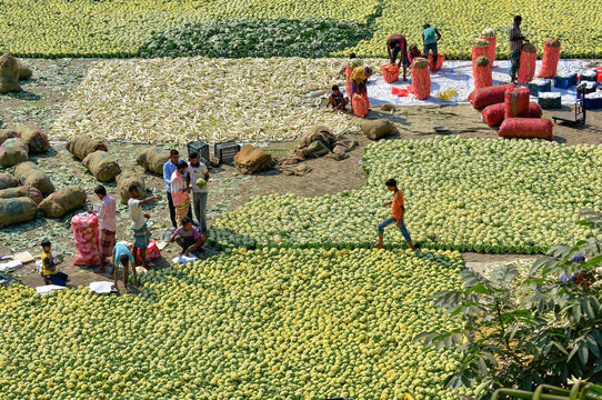Bogura, Bangladesh - 27 November 2019: Aerial view of a bustling scene unfolds as workers harvest and sort through a sprawling field of produce, creating a patchwork of textures and tones.