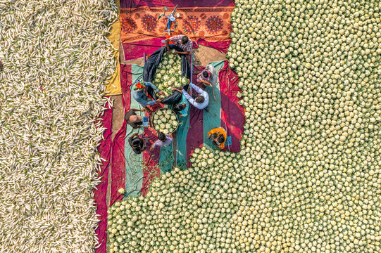 Bogura, Bangladesh - 27 November 2019: Aerial view of vibrant hues splashed across the land as workers sort piles of produce, creating a rich tapestry of colors and textures.