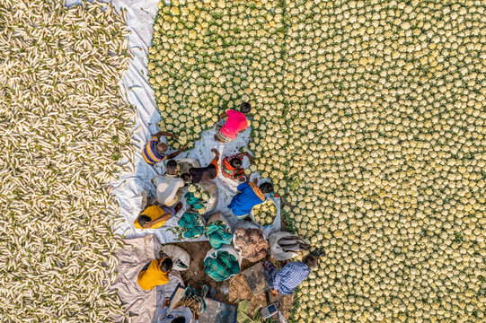 Bogura, Bangladesh - 27 November 2019: Aerial view of farmers amidst a sea of light green melons contrasting with golden grains, their colorful clothing creating vibrant focal points..