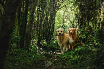 Obraz premium A ginger Labrador and a Toller are walking together in a green mossy forest