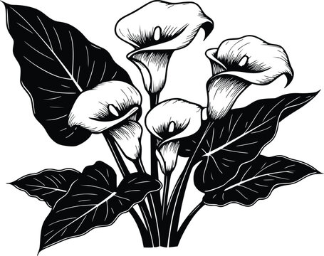 Simple floral line art of calla lilies with trumpet-shaped blooms and broad leaves 