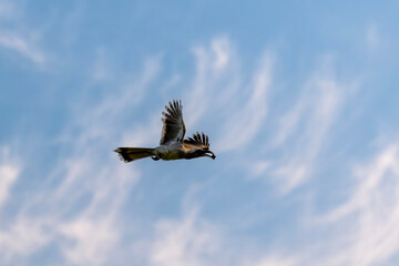The Indian gray hornbill is a common hornbill found on the Indian subcontinent. It is mostly arboreal and is commonly sighted in pairs.