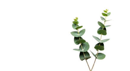 Two fresh, vibrant green-blue eucalyptus sprigs with rounded foliage on a transparent seamless background, positioned lower right with ample copy space, top-down view, no shadows, natural beauty and