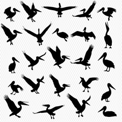 Fototapeta premium Collection of black pelican silhouettes in various poses and flight positions.