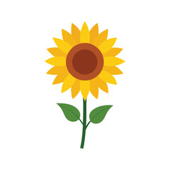 Obraz premium sunflower isolated on white